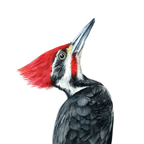 Red Headed Woodpecker Drawing