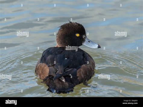 Female Tufted Duck Aythya Fuligula In Early Spring Swimming On