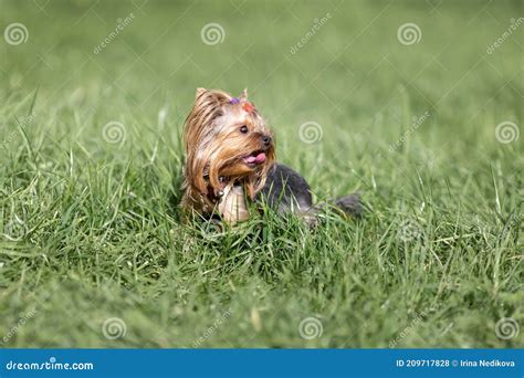 Small Hairy Yorkshire Terrier Dog Among Green Grass Stock Photo Image