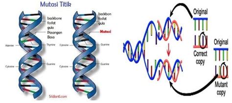 Detail Contoh Mutasi Gen Pada Manusia Koleksi Nomer 19