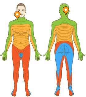 Spinalnerv C3 - e-Anatomy - IMAIOS