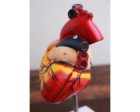 Medical Heart Model Anatomical Human Heart Physicians Etsy