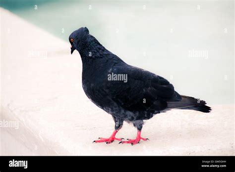 Photograph Of A Black Dove Photograph Stock Photo Alamy