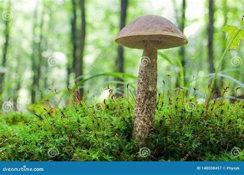 Edible Brown Mushroom Leccinum Scabrum Stock Image Image Of Macro