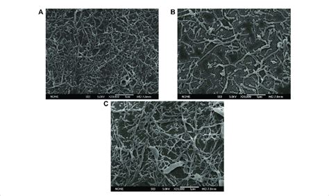 Electron micrographs of PLGA nanoparticles fabricated with different... | Download Scientific ...