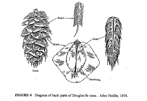 Diagram Of A Cone From A Conifer