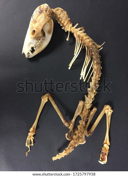 Partial Skeleton Opossum Stock Photo 1725797938 Shutterstock