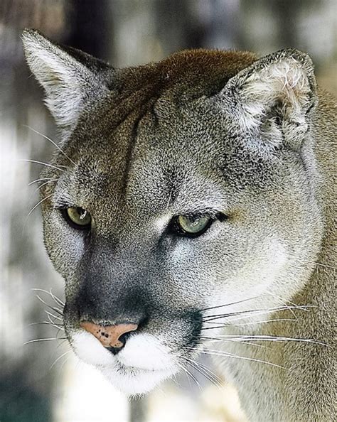 The Eastern Cougar in North Carolina | Owlcation