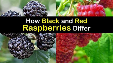 Red Raspberry And Black Raspberry Bushes Are They The Same