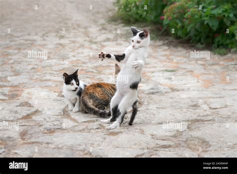 Chat Debout Sur Pattes Arrières Banque De Photographies Et D’images à Haute Résolution Alamy