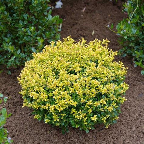 Ilex Crenata Golden Gem Bodika Drevesnica Kurbus Star E