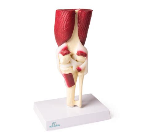 Modelo de Articulación de Rodilla Tamaño Natural con Músculos Medical