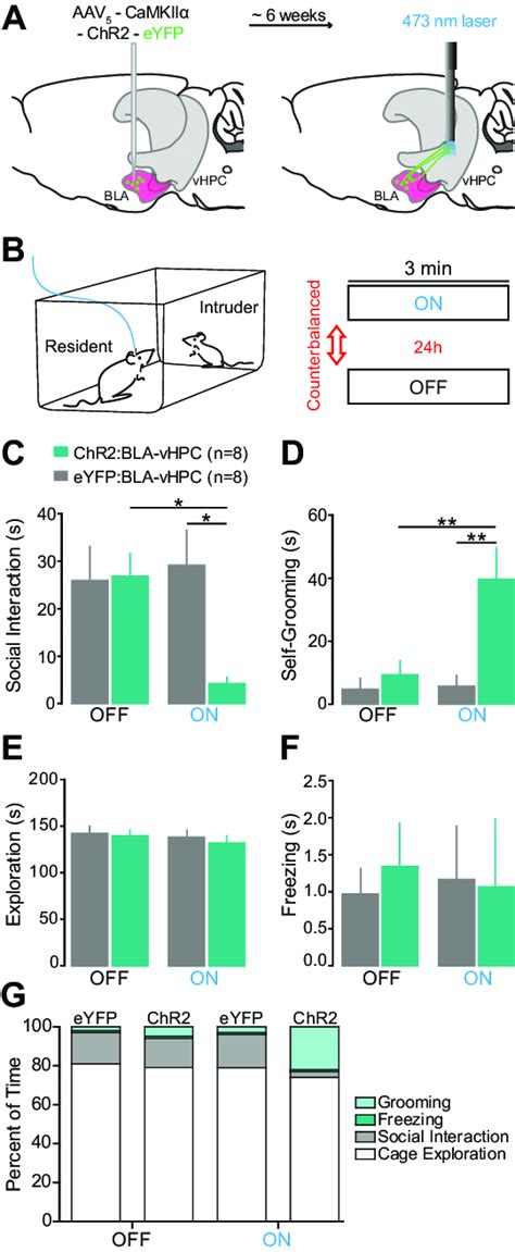 Activation Of Bla Axon Terminals In The Vhpc With Chr2 Decreases Social