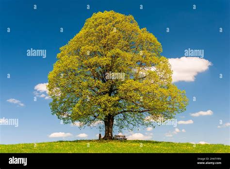 Paisaje con arbol de hoja caduca fotografías e imágenes de alta