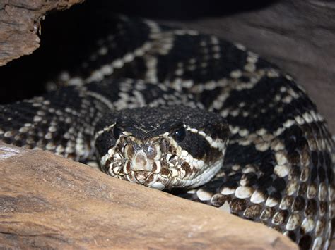 Eastern Diamondback Rattlesnake | Alexandria Zoo