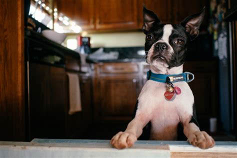Watching from behind the doggy door • Maggielovesorbit.com