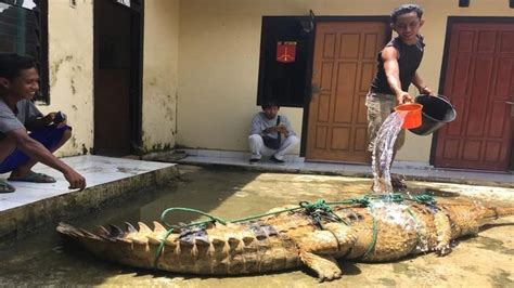 Penemuan Buaya Terbesar Di Indonesia Paling Panjang Meter Hingga