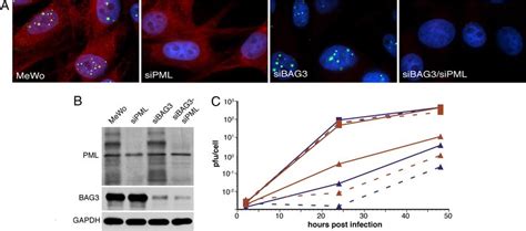 Growth Of Wild Type And Icp Null Hsv In The Presence And Absence Of