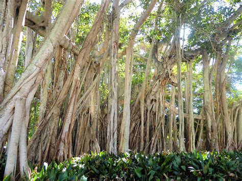 Sarasota A Huge Banyan Tree Ficus Benghalensis Growing I Flickr