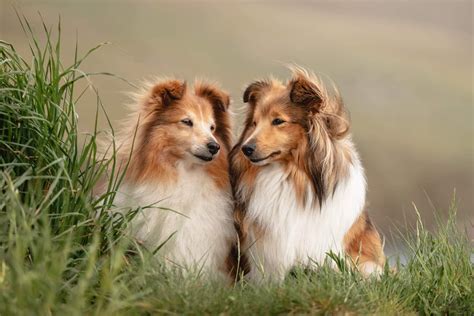 Shetland Sheepdogs Ponies And Sheep Tour Shetland Cruise