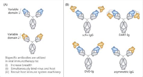 Schematic Representation Of Different Antibody Formats The Combination