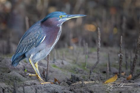 Wading Birds Gary Luhm Photography