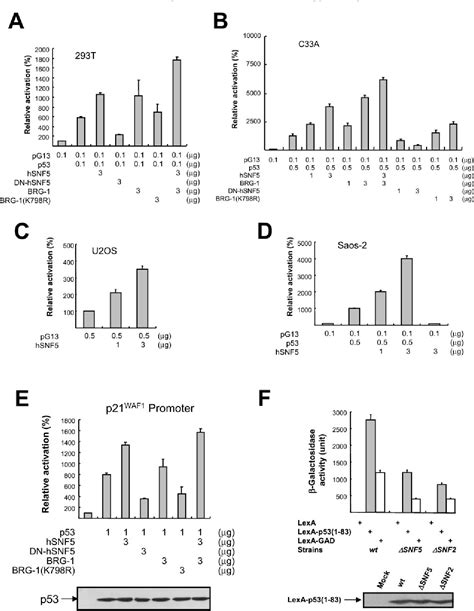 Figure 1 From SWI SNF Complex Interacts With Tumor Suppressor P53 And