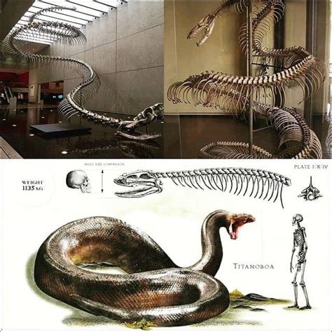 Titanoboa, first discovered in La Guajira, Colombia in 2009 : r/Naturewasmetal