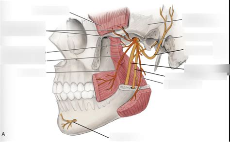 Diagram of mandibular nerve | Quizlet