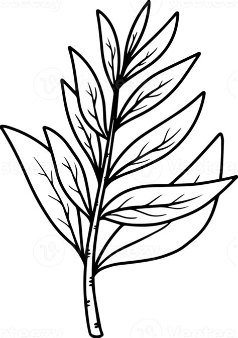 Leaf Sketch Line Art Illustration 10863475 PNG