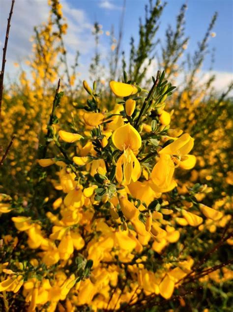 Cytisus Scoparius