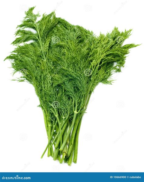 Fresh Green Fennel Stock Photo Image Of Closeup Branch 10666900