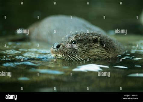 Otter in water Stock Photo - Alamy