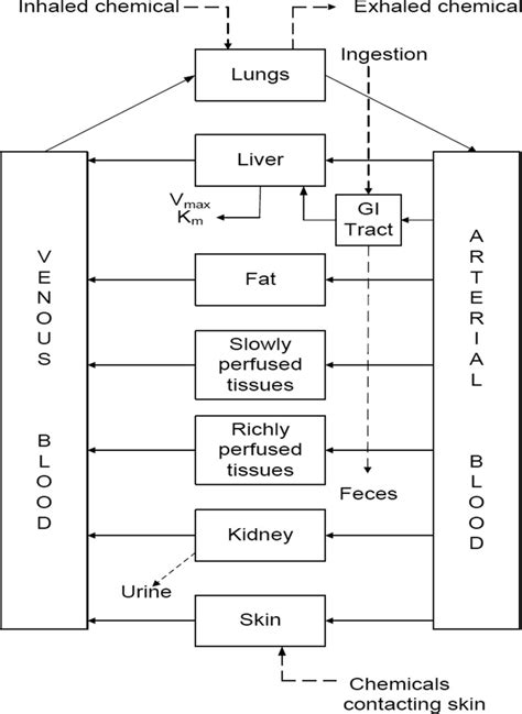 Figure Conceptual Representation Of A Physiologically Based