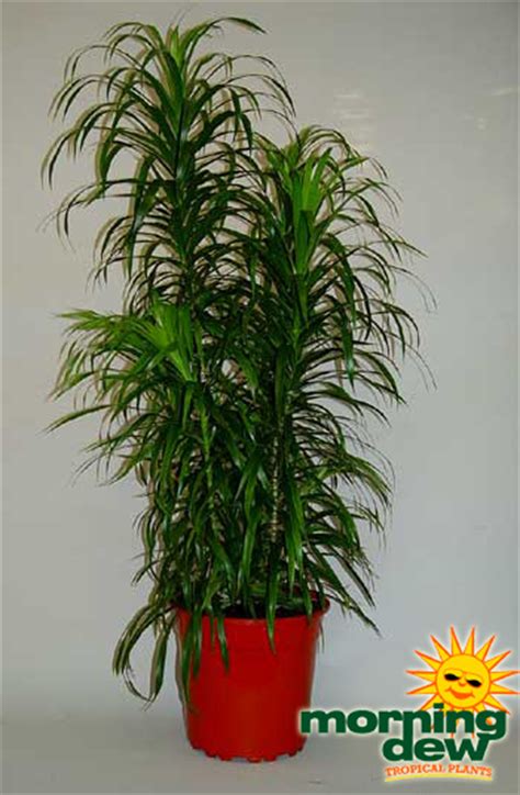 Pleomele - Morning Dew Tropical Plants