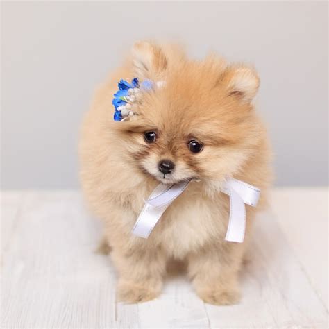 Premium Photo Very Cute Fluffy Pomeranian Puppy Dog