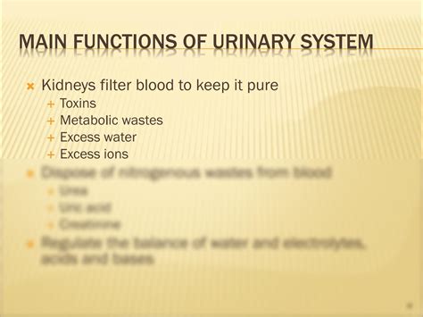 SOLUTION: The urinary system class notes with diagram-- kidney function ...