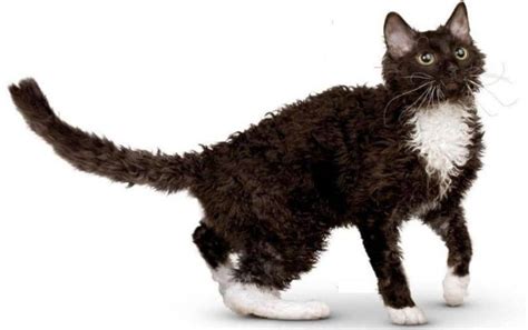 Ural Rex El Gato De Pelo Rizado Caracter Sticas Origen Y