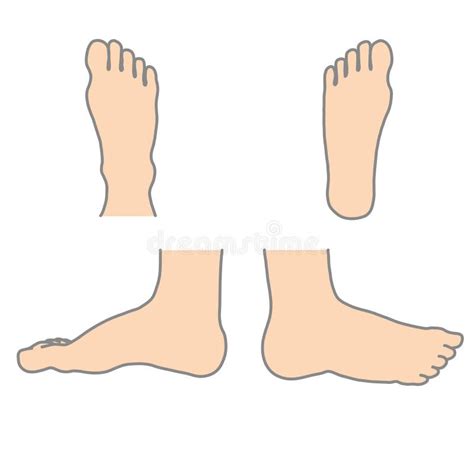 Right Human Foot White Background Stock Illustrations 198 Right Human