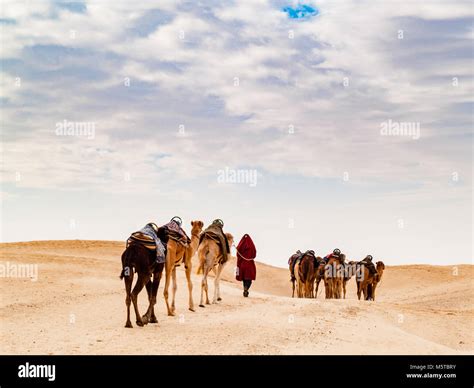 Douz Tunisia Africa Camel Caravan In The Sahara Desert At Sunset