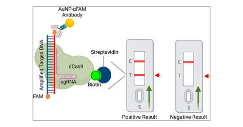 Bio Scan A Crispr Dcas Based Lateral Flow Assay For Rapid Specific