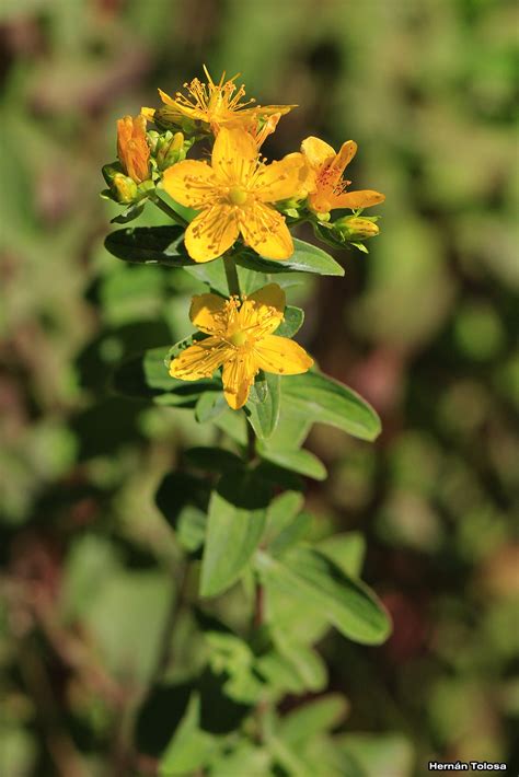 Patagonia Hierba De San Juan Hypericum Perforatum