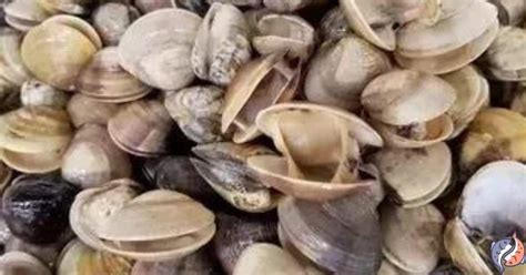 Clams Seafood Benefits (7 Best Edible Clams) - seafoodglobe.com