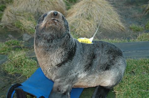 Ocean winds influence seal pup migration