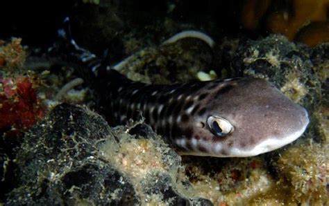 Baby Coral Catshark