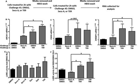 Seco A Altered Cholesterol Efflux Pump Gene Expression When Treated