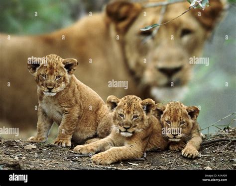 African Lion Cubs With Mother