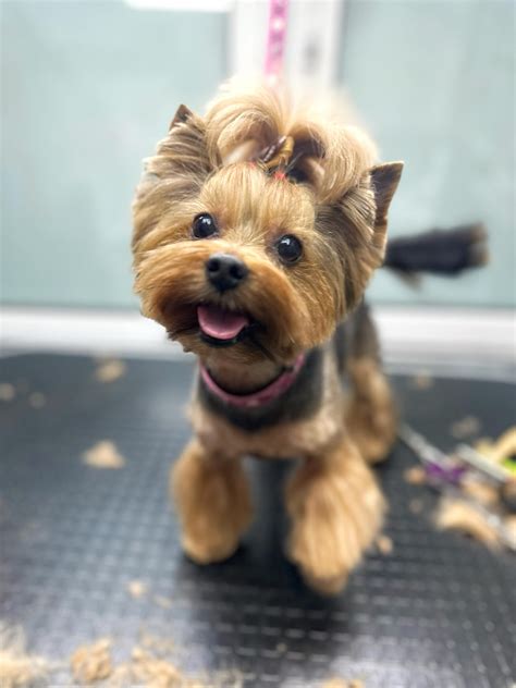 Yorkie haircuts and Yorkie haircuts: beauty and health! - V.O.G DOG