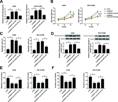 MiR 181a 5p Inhibitor Abrogated SNHG7 Silencing Induced Inhibition On