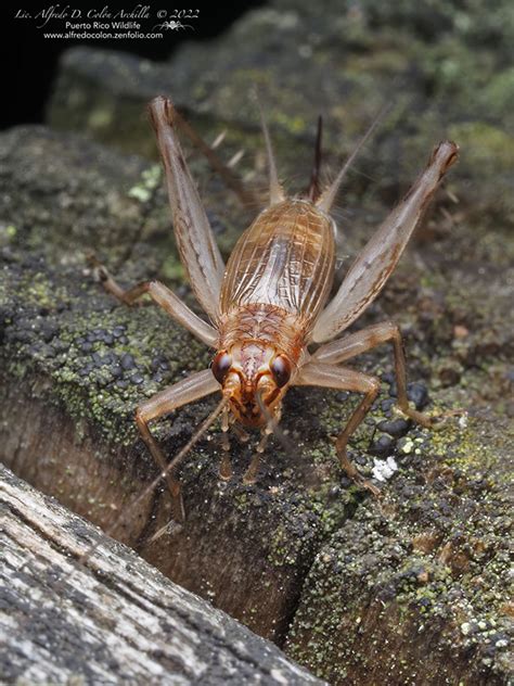 Orthoptera Cricket